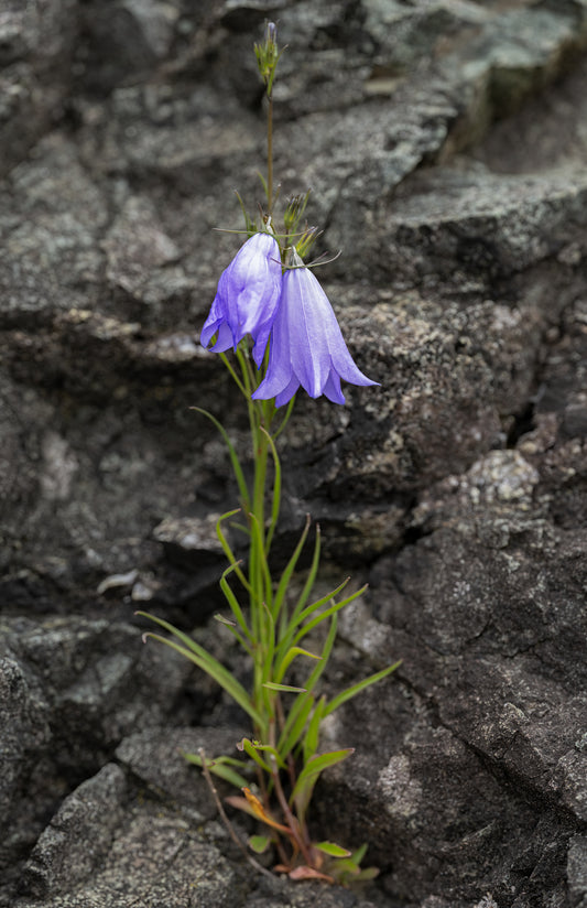 Art Card: Beauty on the Rocks