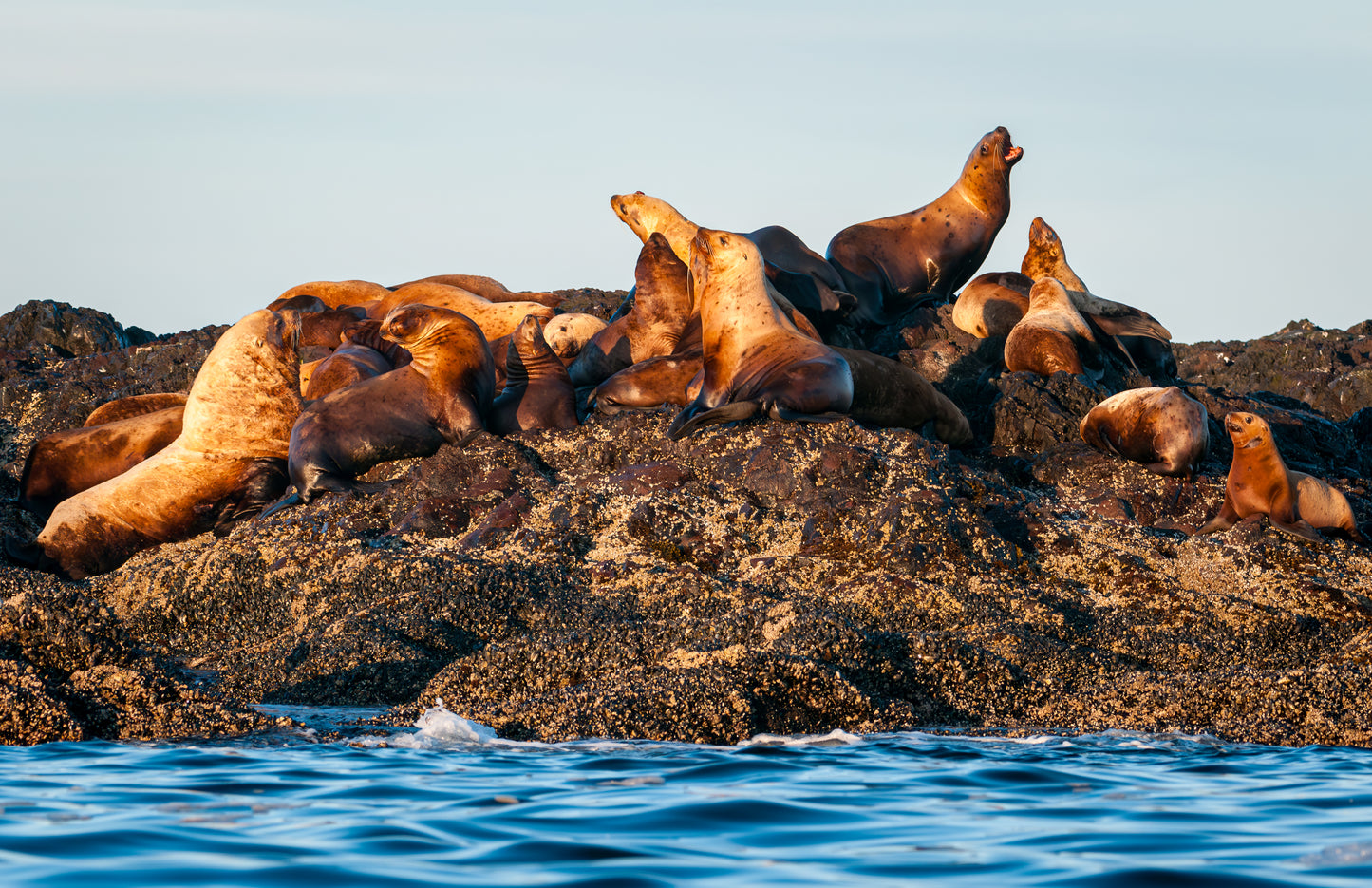 Art Card: Sea Lions at Sunrise