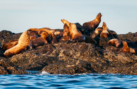 Art Card: Sea Lions at Sunrise