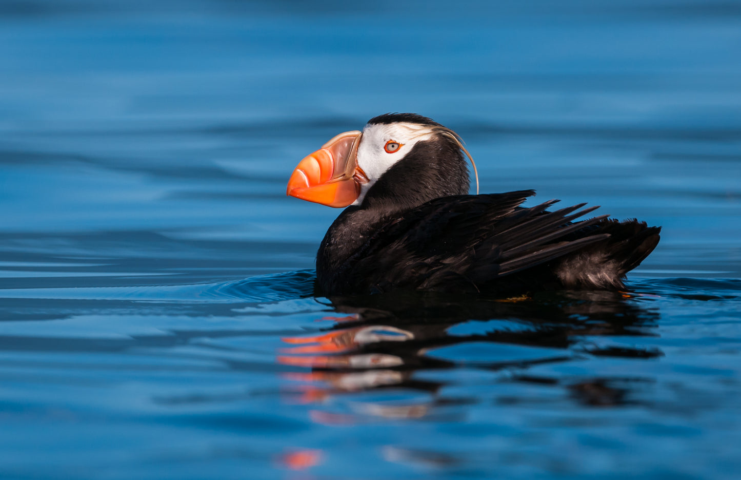 Pacific Rim National Park Wildlife