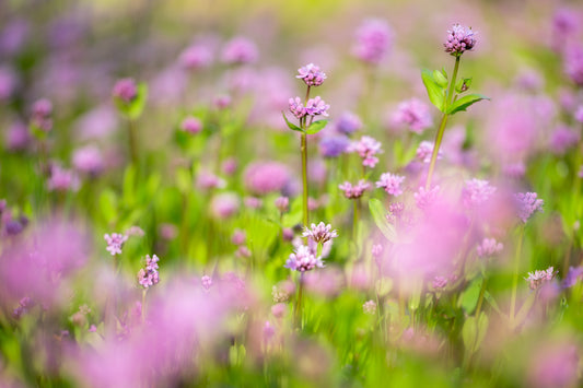 Art Card: Springtime Meadow