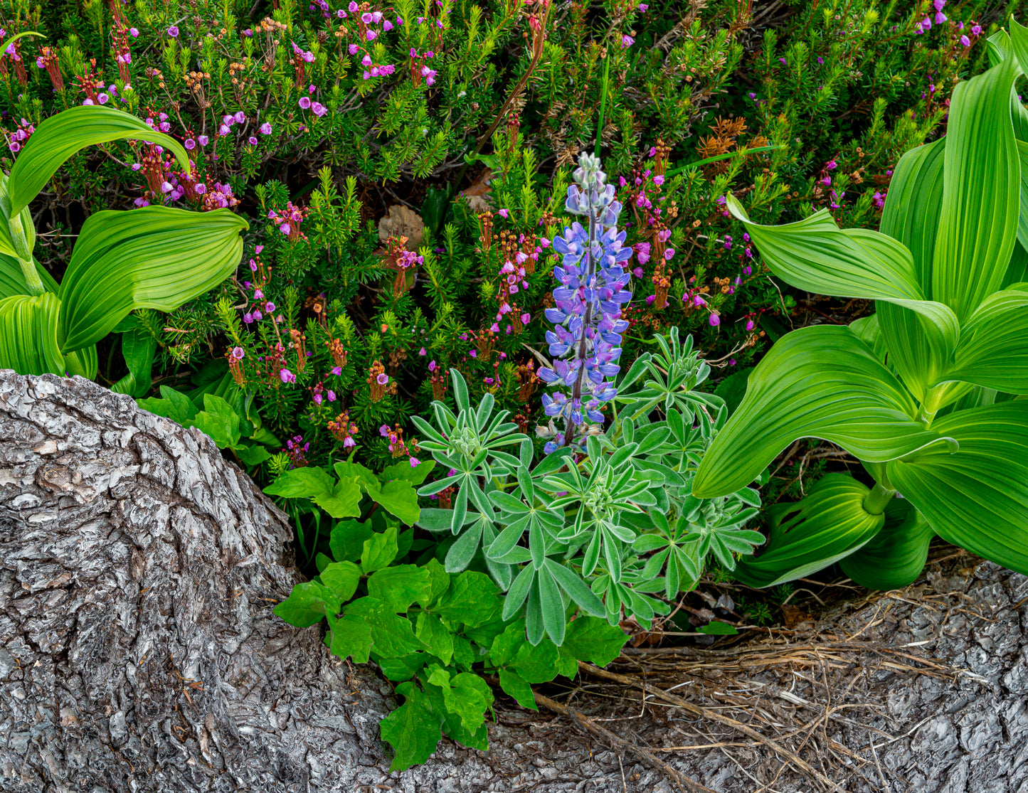 Art Card: Mountain Flowers