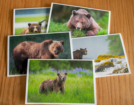 Spring Grizzly Bears
