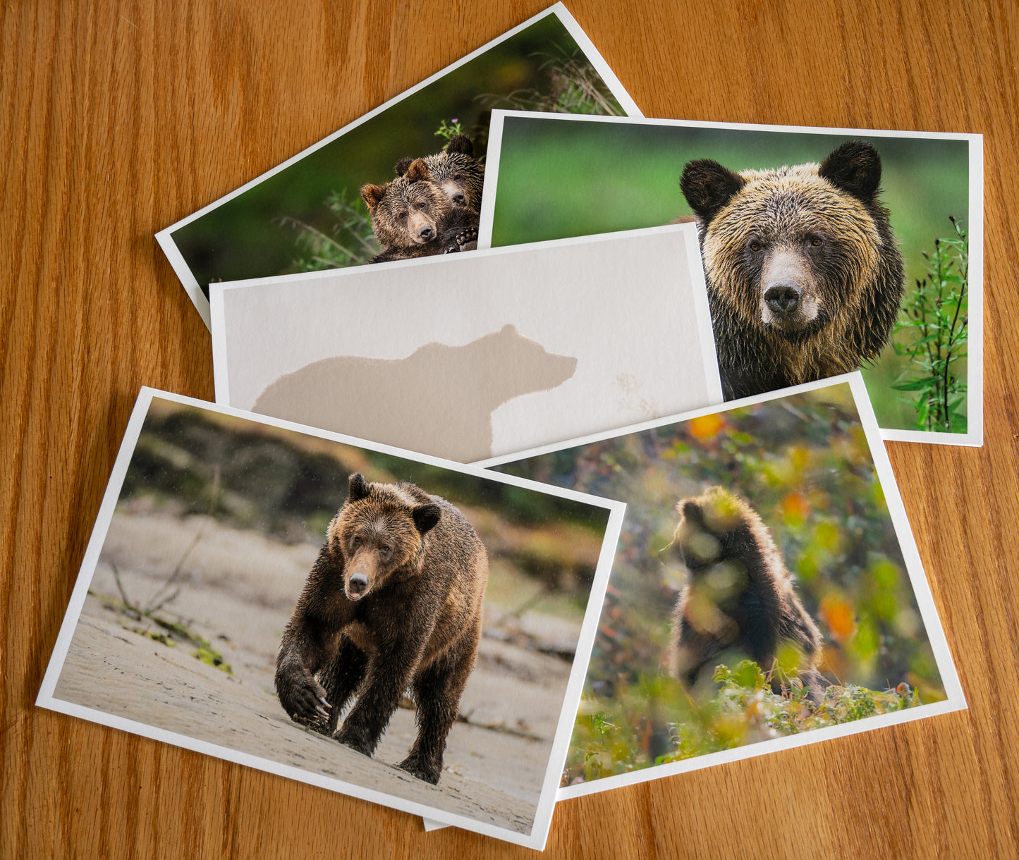 Great Bear Rainforest Fall Grizzly Bears