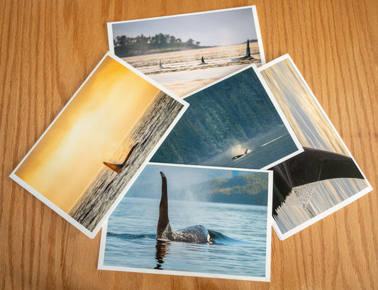 Orca of Northern Vancouver Island