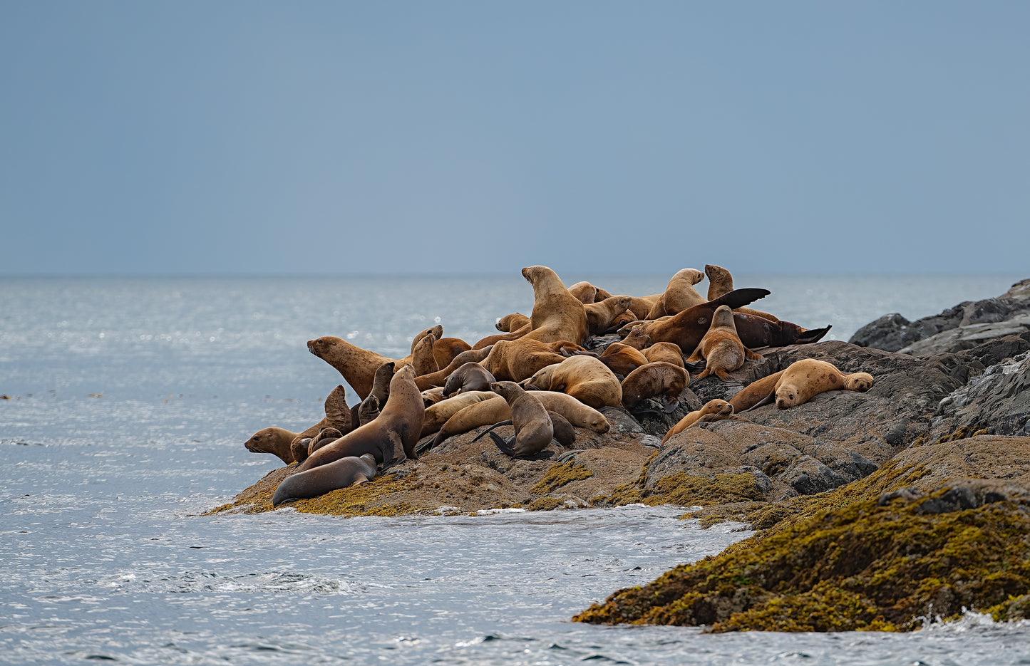 Art Card: Haida Gwaii Sea Lions