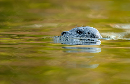 Art Card: Seal in Fall Reflections