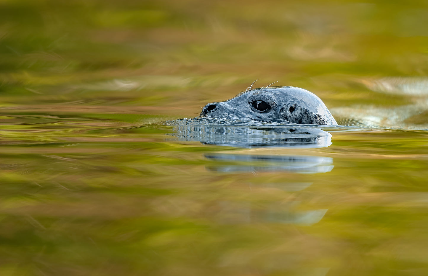 Great Bear Rainforest Fall Wildlife