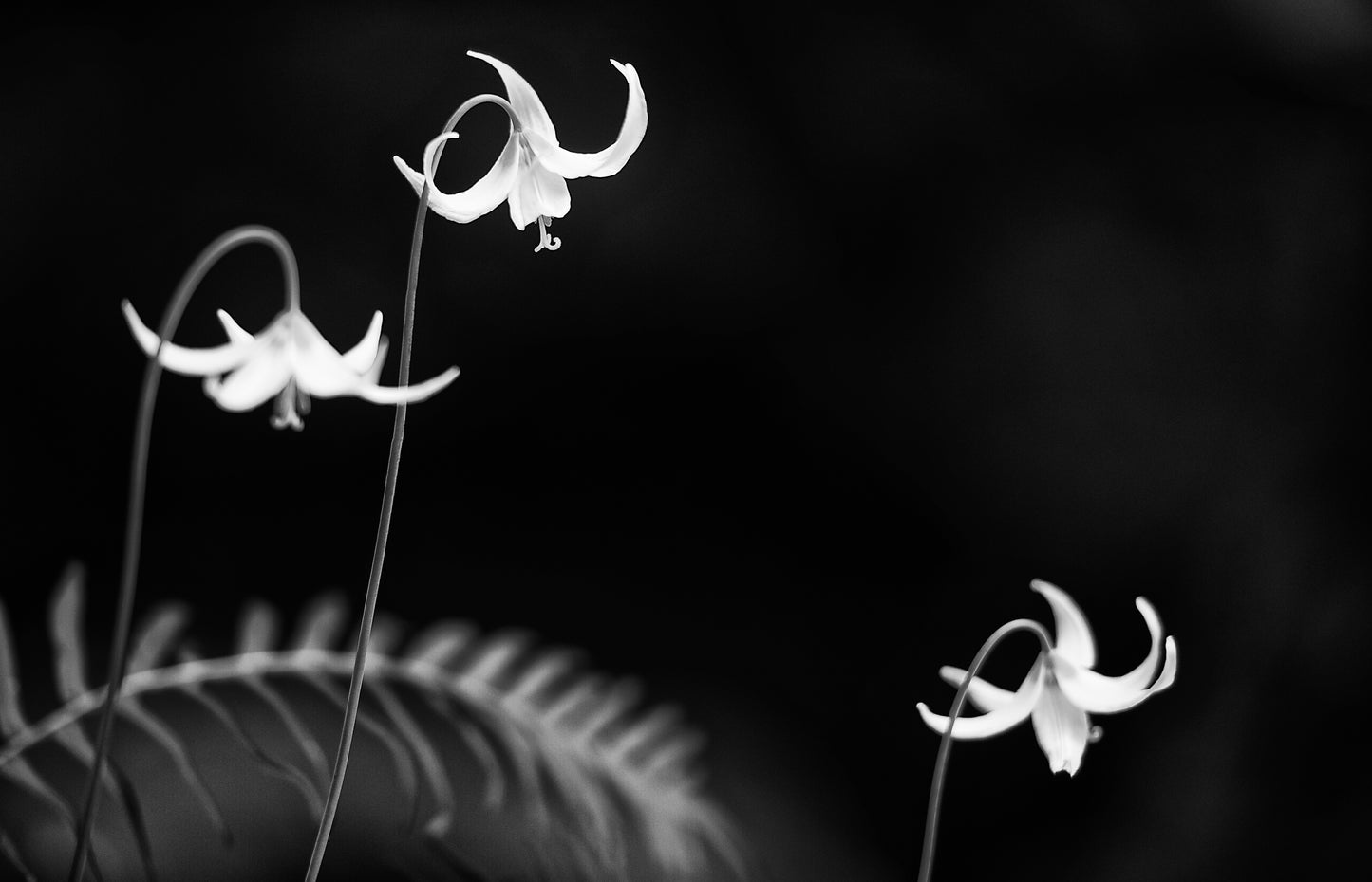 Art Card: Lillies (Monochrome)