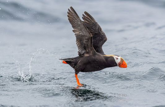 Art Card: Puffin Take Off