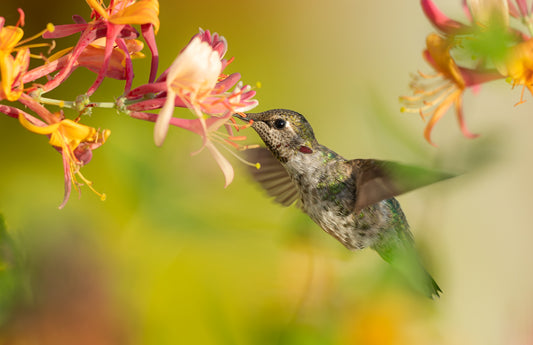 Art Card: Annas Hummingbird and Honeysuckle