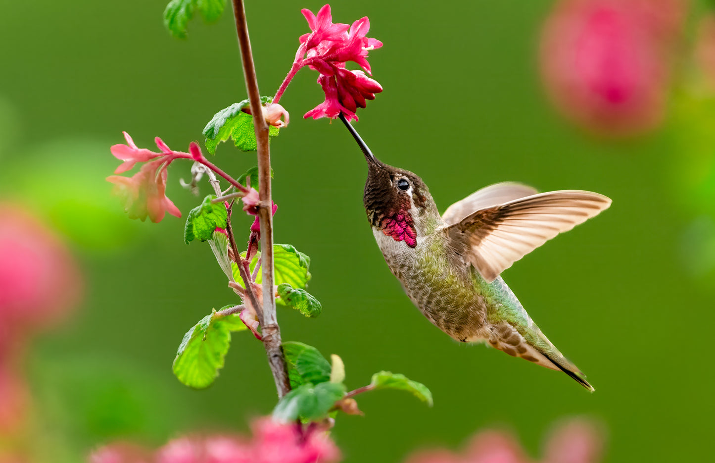 Art Card: Annas Hummingbird and Currant Flowers