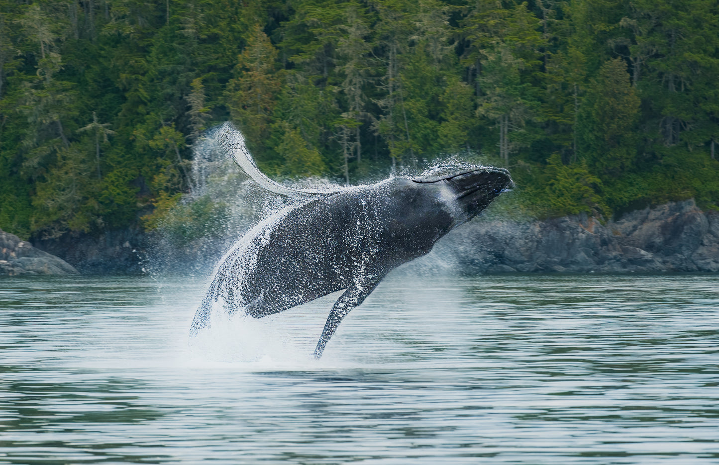 Northern Vancouver Island Wildlife