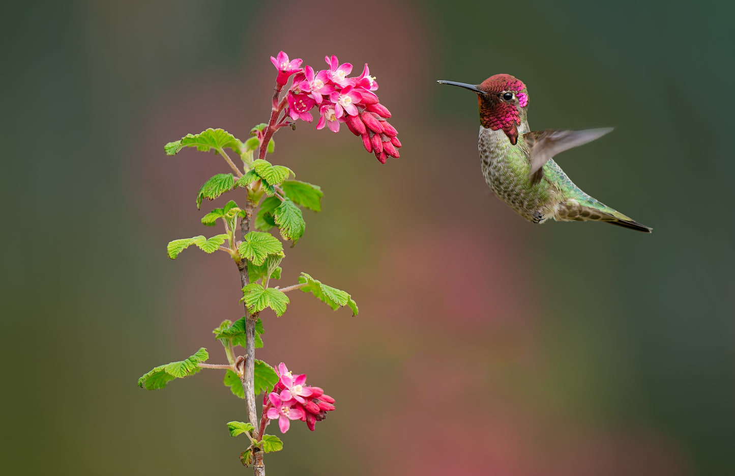 Hummingbirds