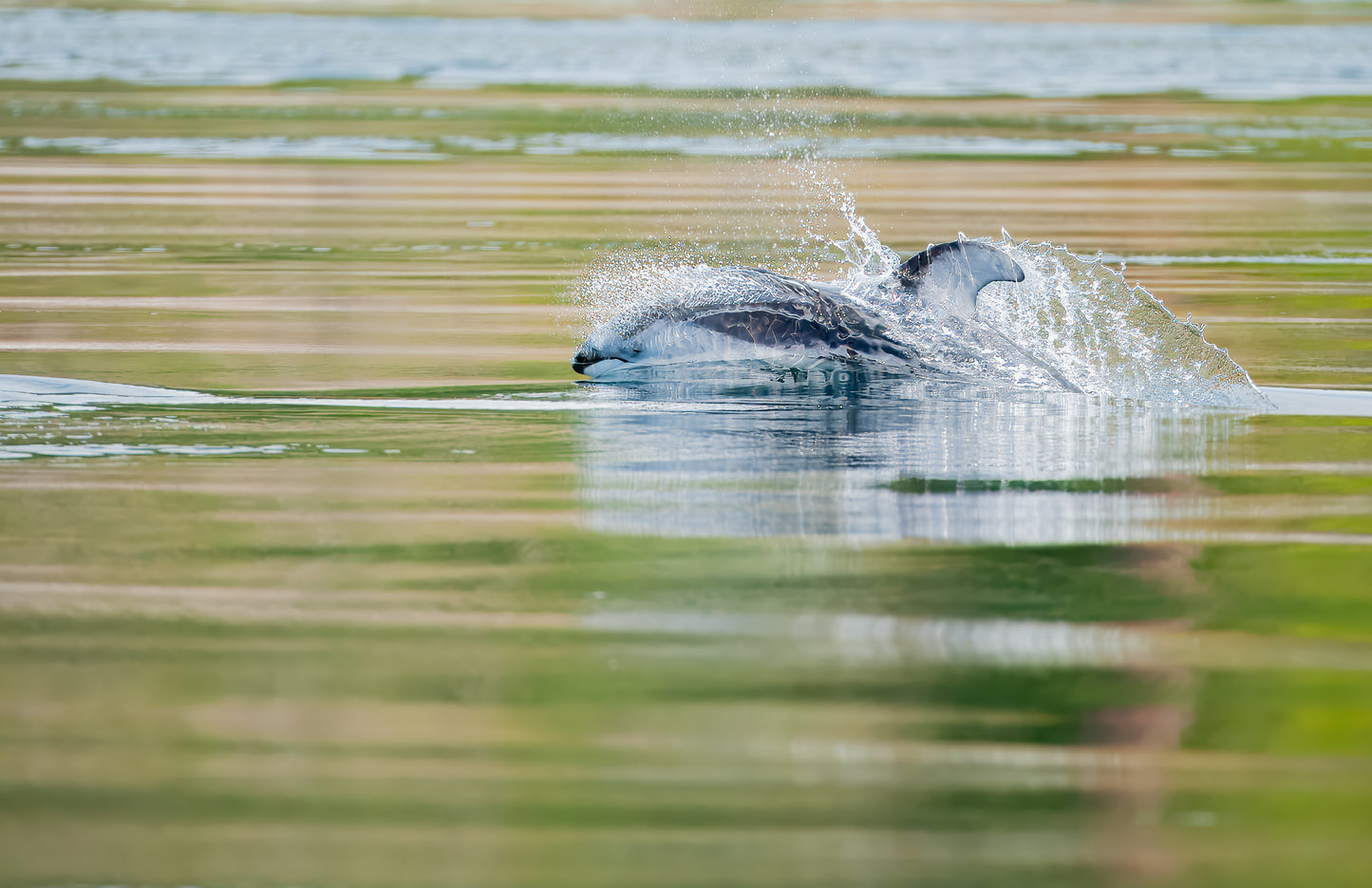 Art Card: Speeding Dolphin