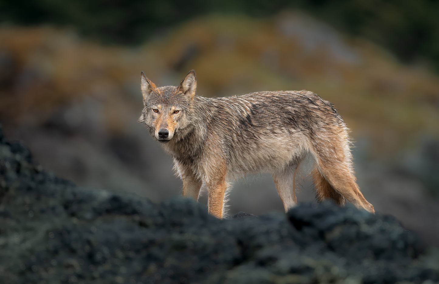 Northern Vancouver Island Wildlife