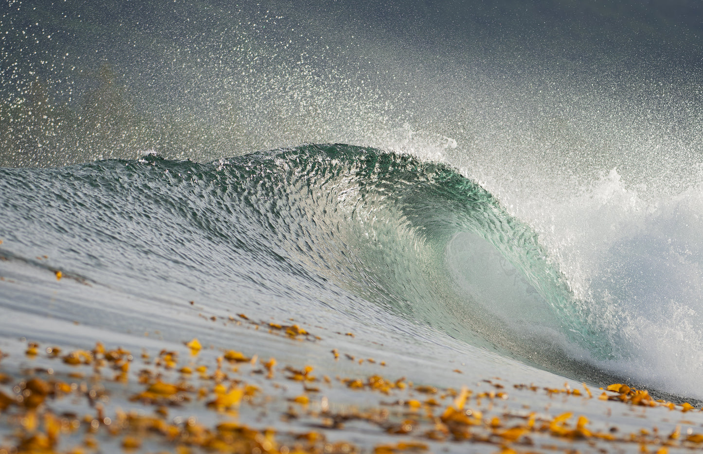 Art Card: Wave and Kelp