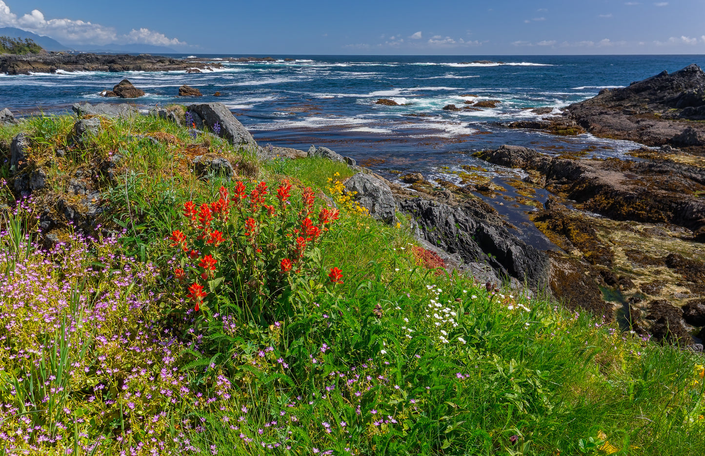 Vancouver Island Wildflowers