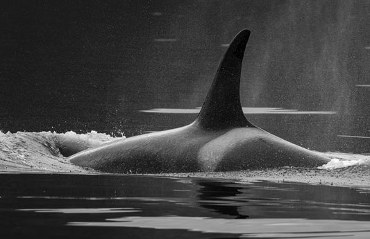 Art Card: Orca Lunge (Monochrome)