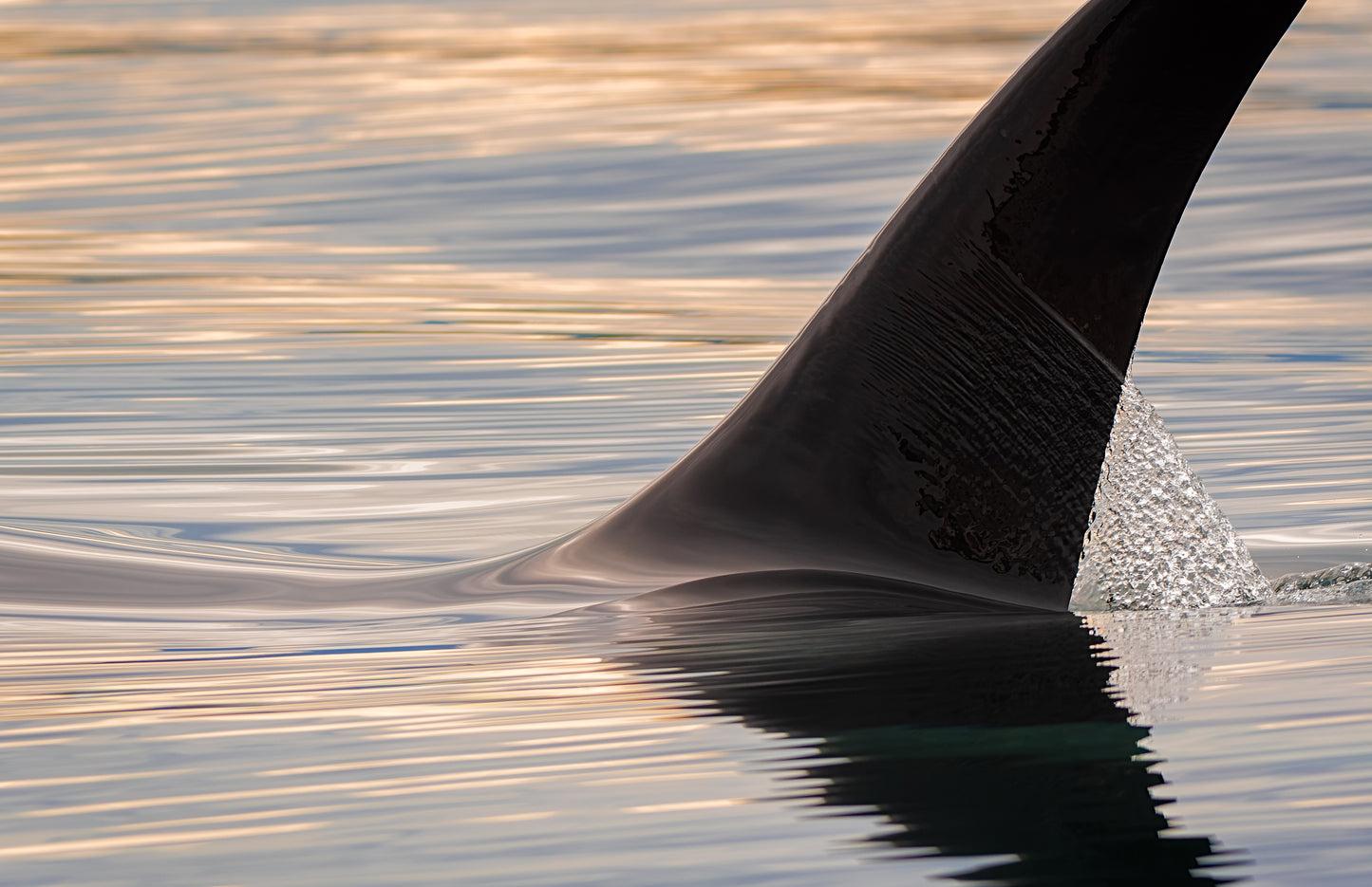 Orca of Northern Vancouver Island