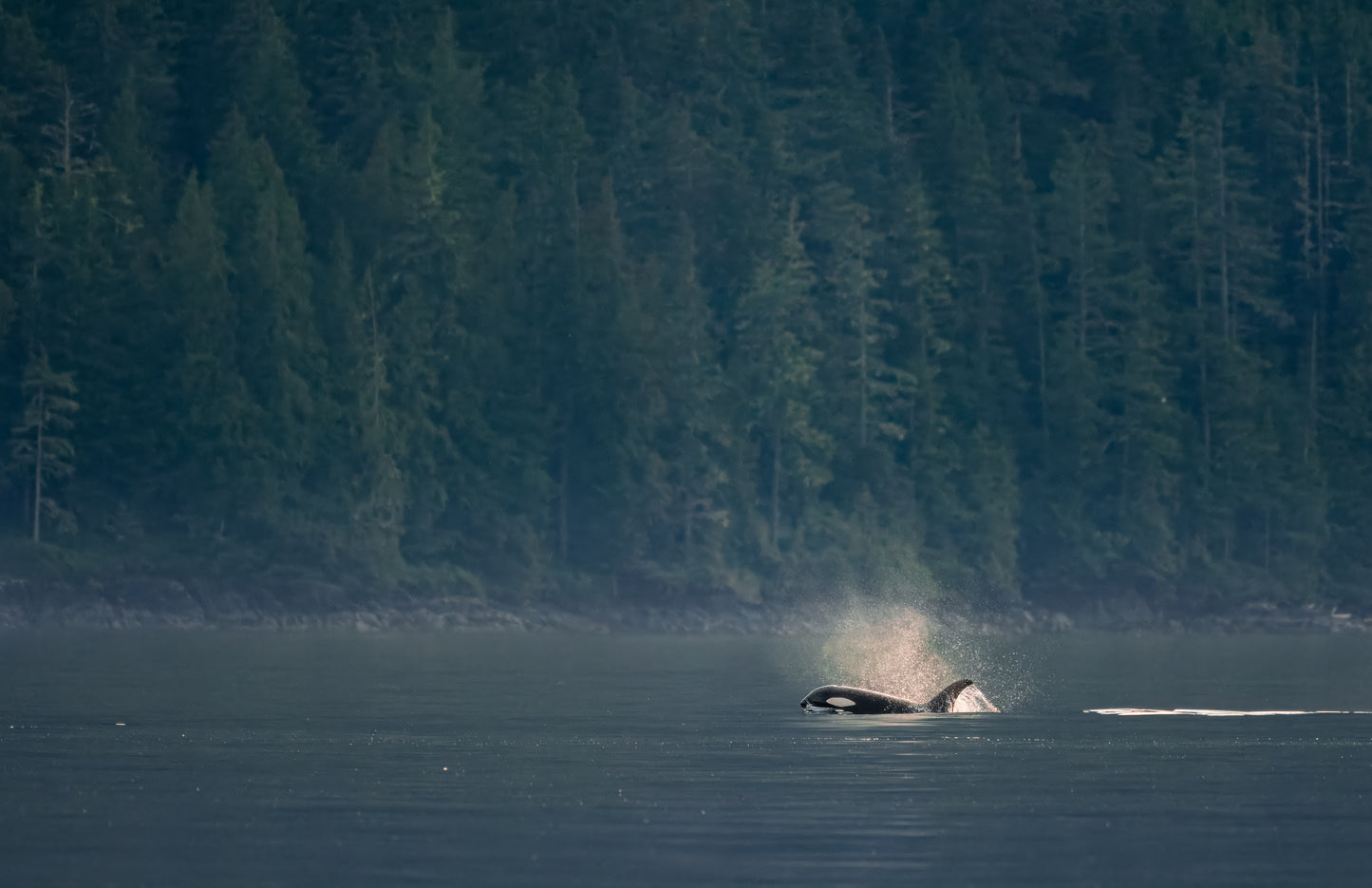 Art Card: Distant Orca and Trees