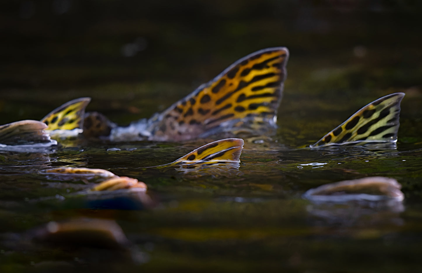 Great Bear Rainforest Fall Wildlife