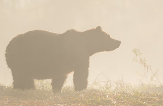 Art Card: Grizzly Bear in the Fog