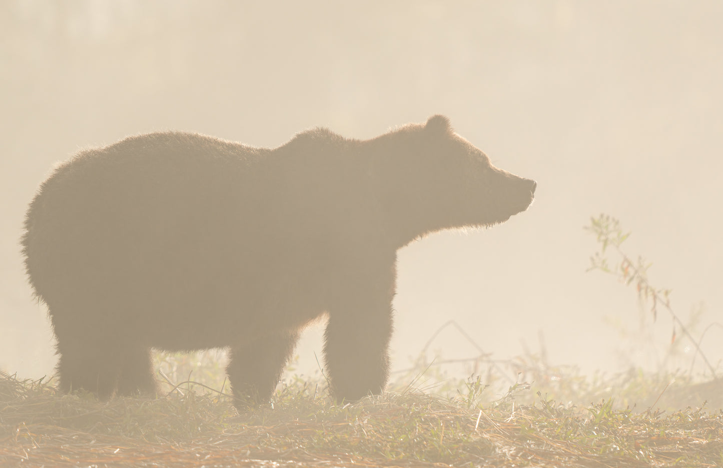 Great Bear Rainforest Fall Grizzly Bears