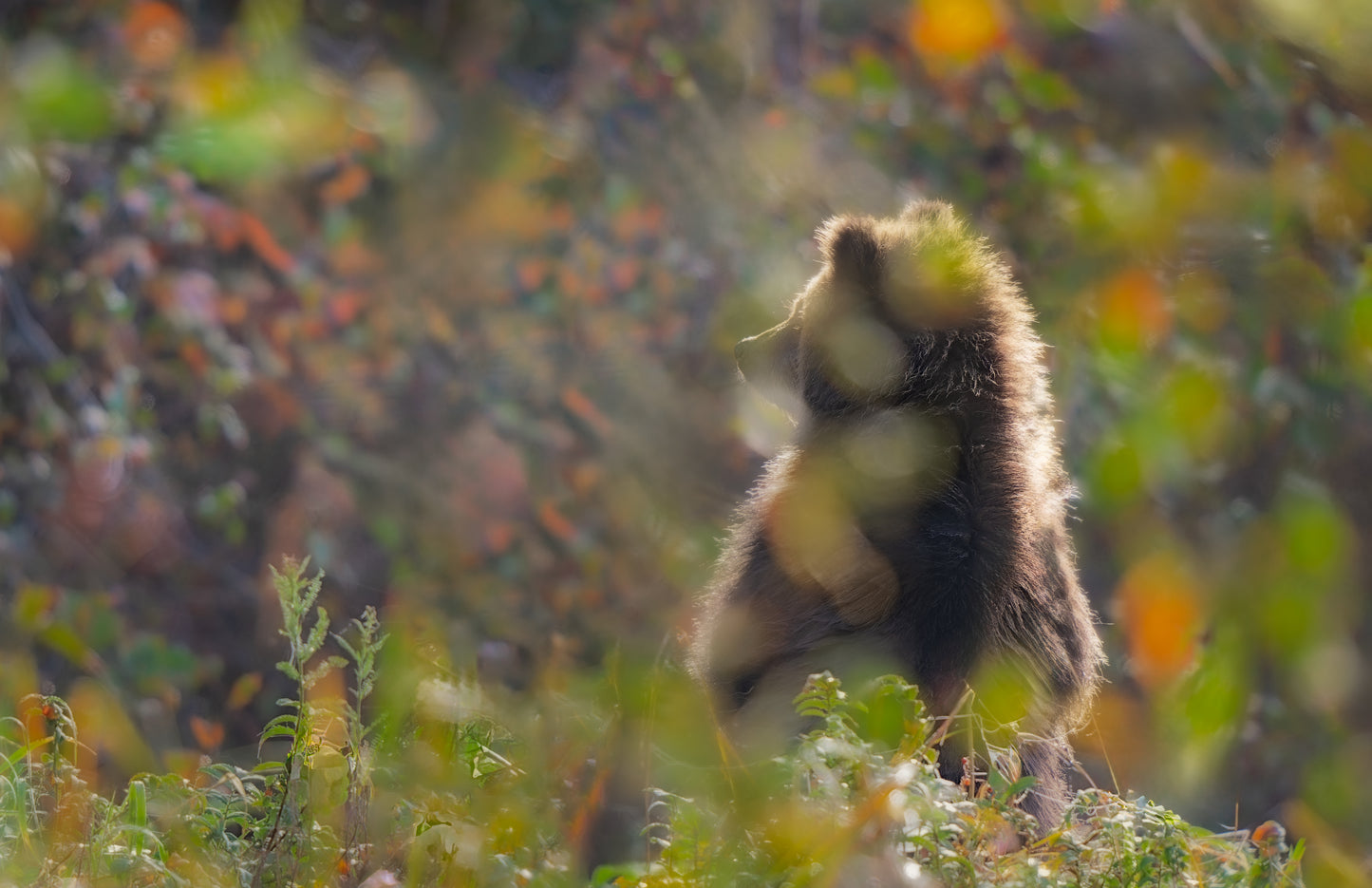 Art Card: Grizzly Cub and Crabapple Leaves