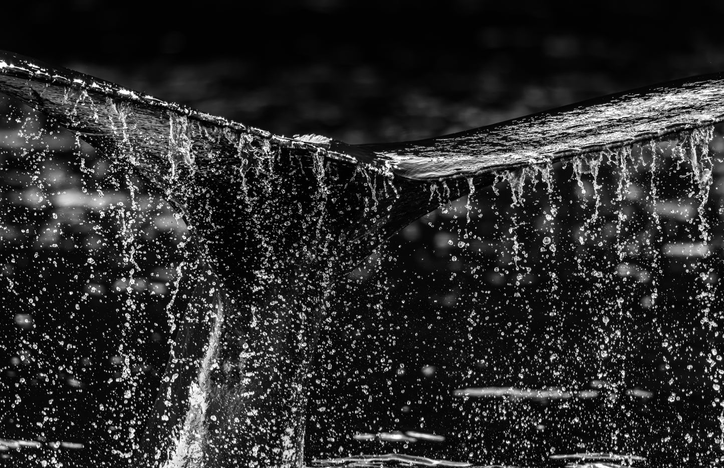 Art Card: Rain Tail #1 (Monochrome)