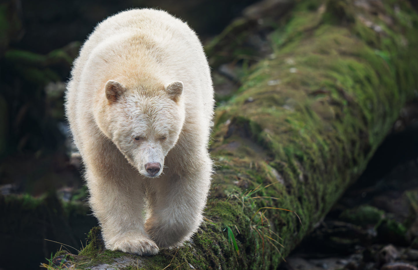 Art Card: Spirit Bear Walking a Log