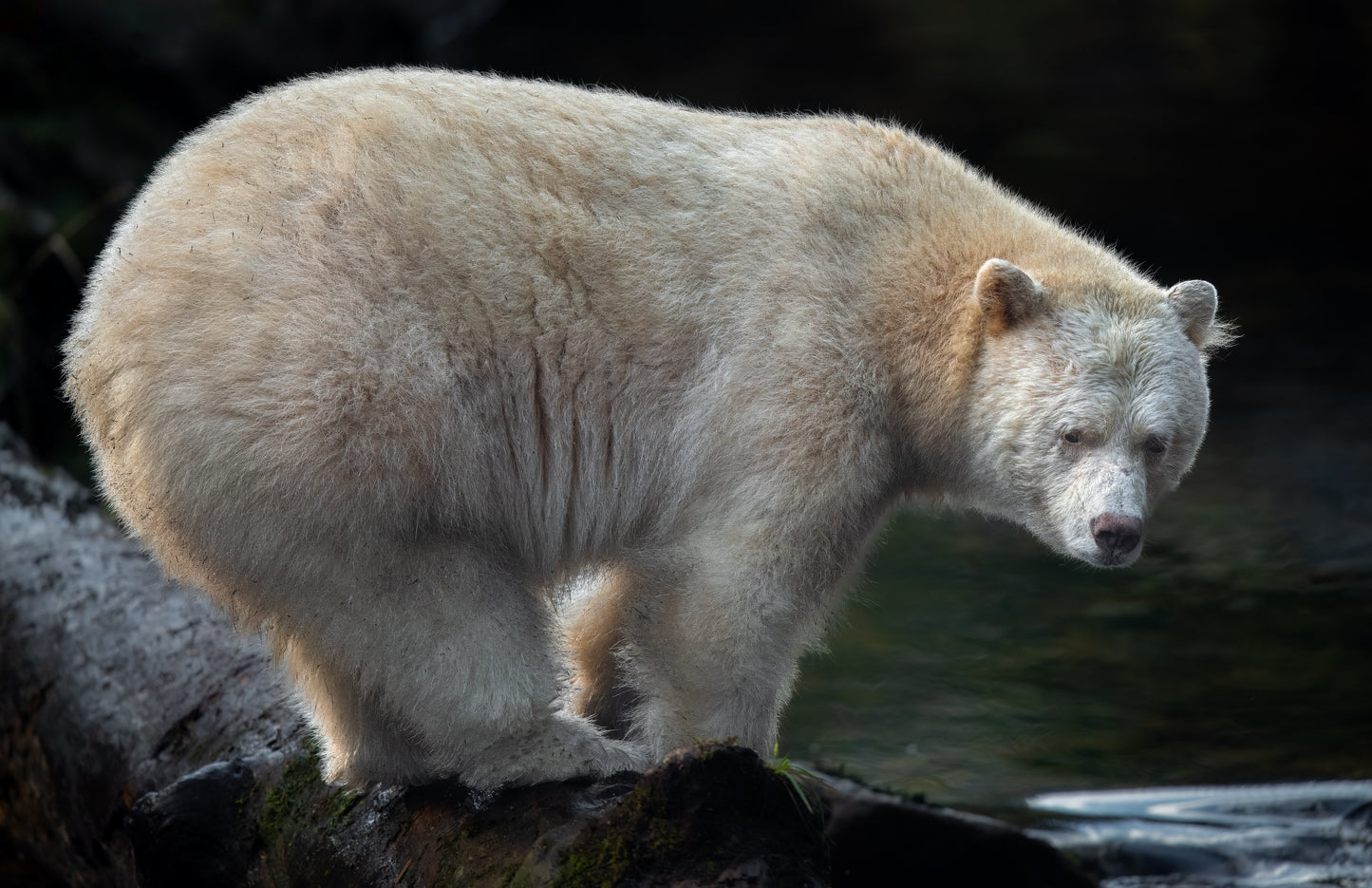 Art Card: Spirit Bear Ready Pose