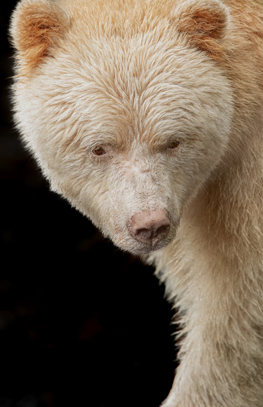 Art Card: Spirit Bear Portrait