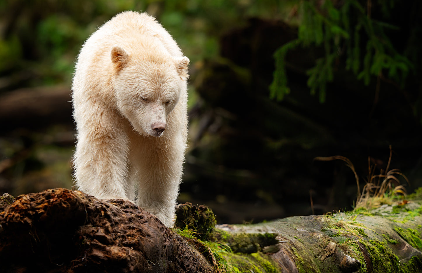 Art Card: Spirit Bear Aerial Reconnaissance