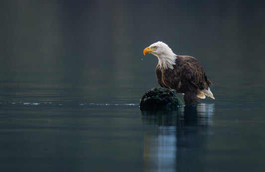 Art Card: Bald Eagle in the Water