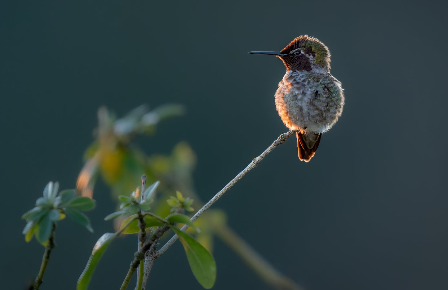 Hummingbirds