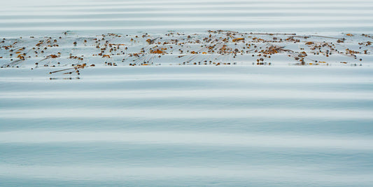 Kelp in Ripples