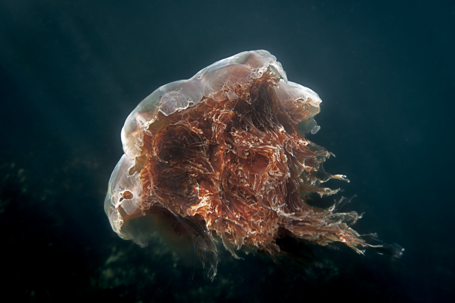 Lion's Mane Jellyfish