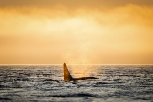 Orca in Gold