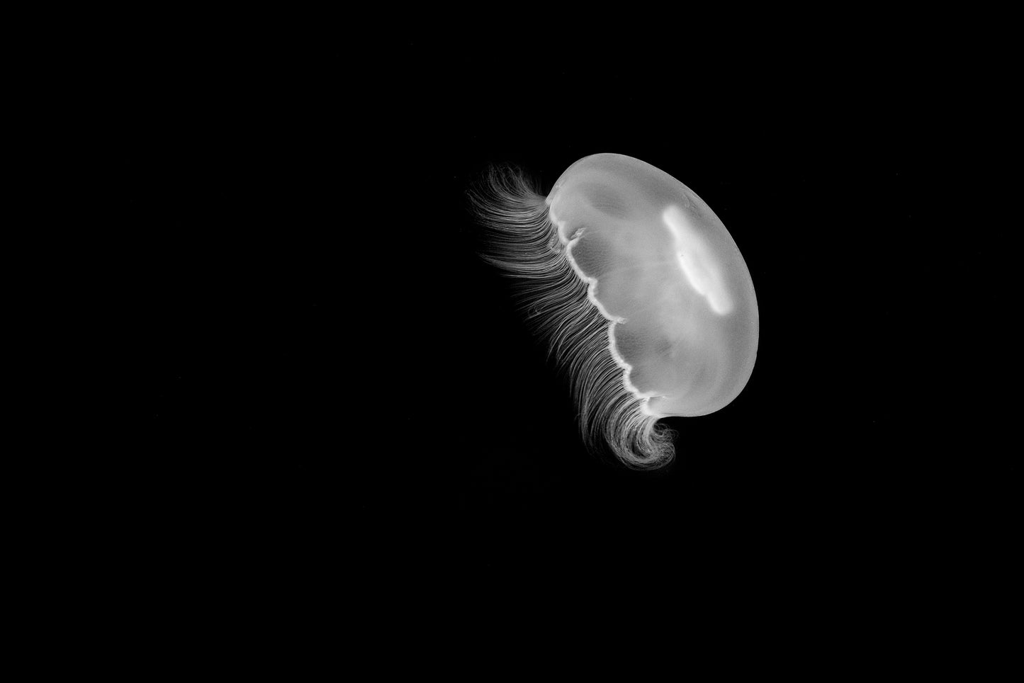 Moon Jelly