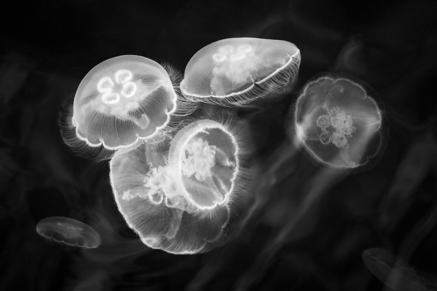 Moon Jellies and Reflections