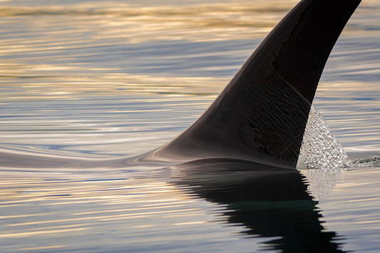 Orca Fin Sunset