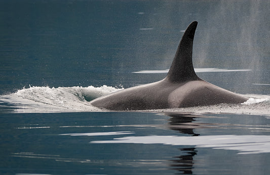 Art Card: Orca Lunge Colour