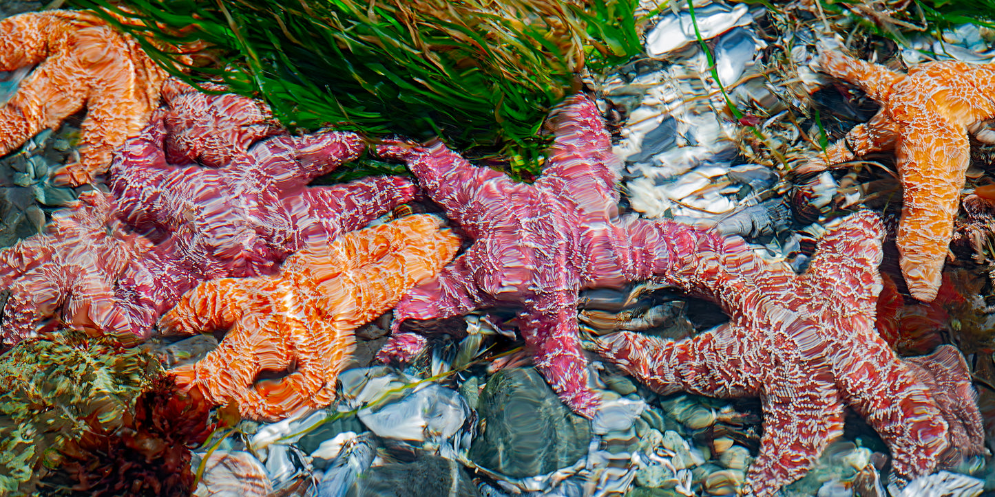 Painterly Starfish