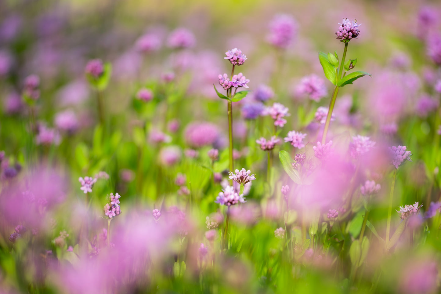 Springtime Wildflower Meadow