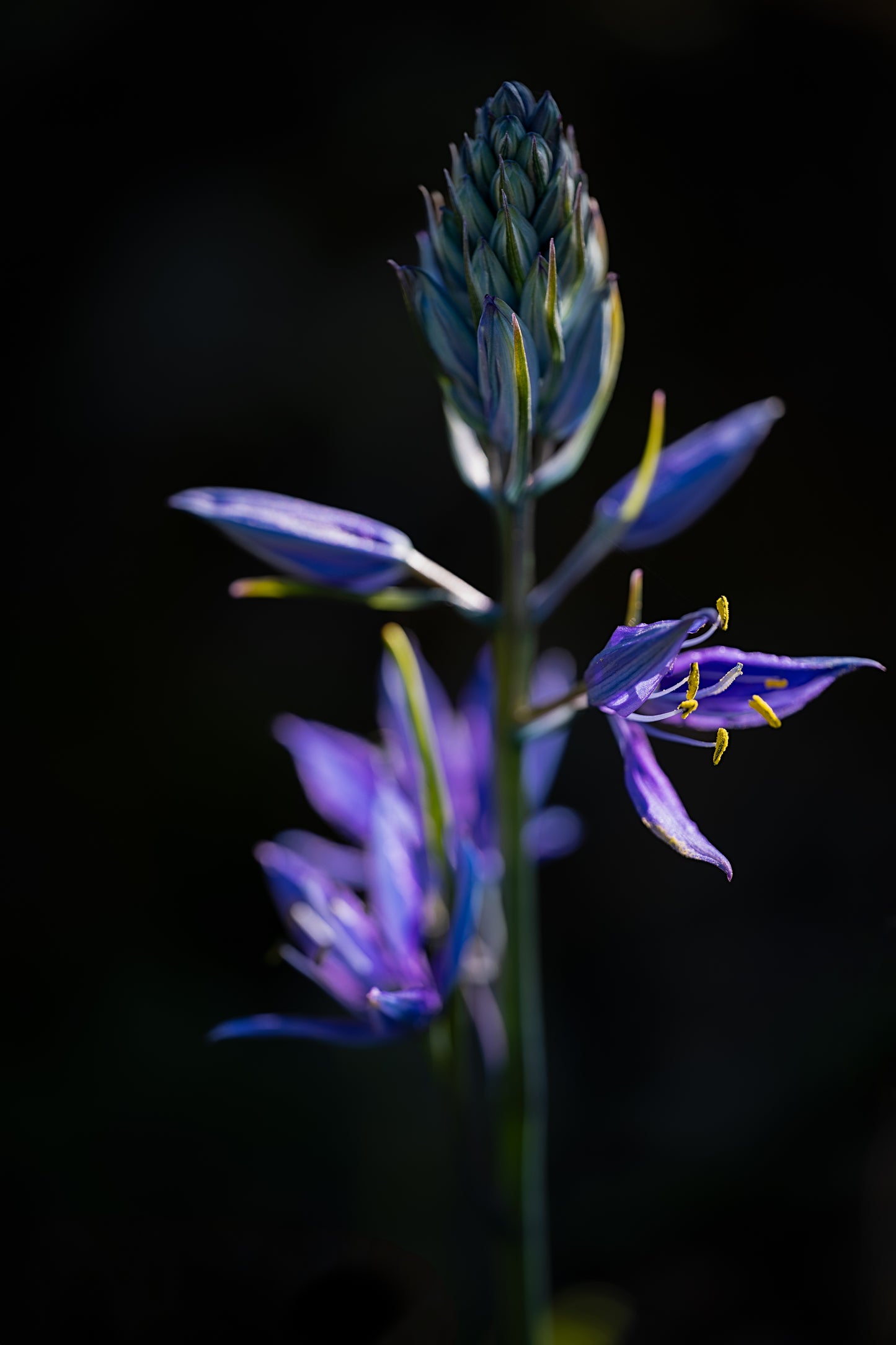 Springtime in Purple