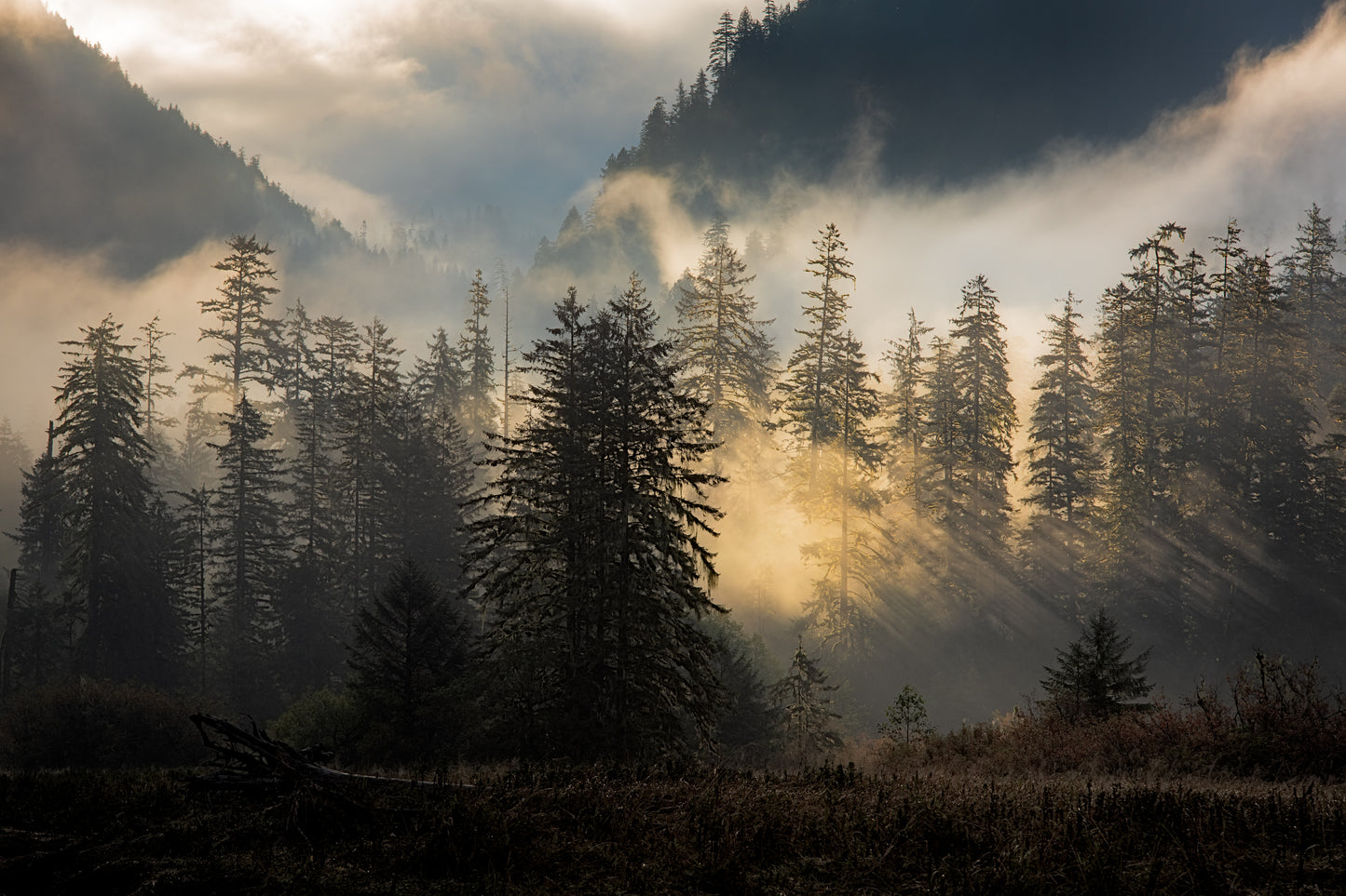 Rainforest Sunbeams