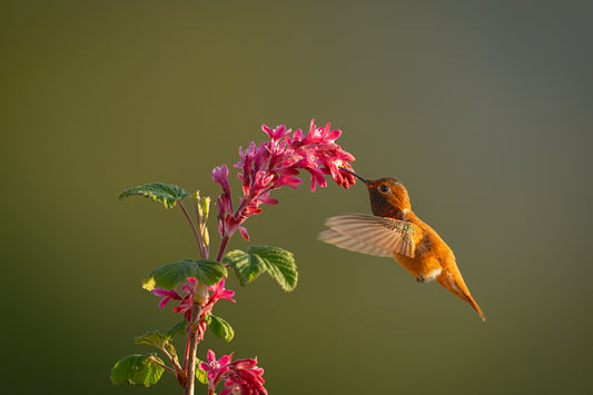 Rufus Hummingbird and Spring Flowers