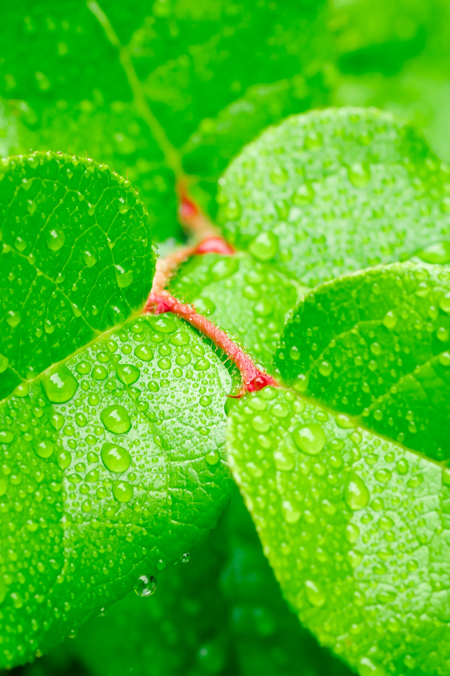 Salal and Stem