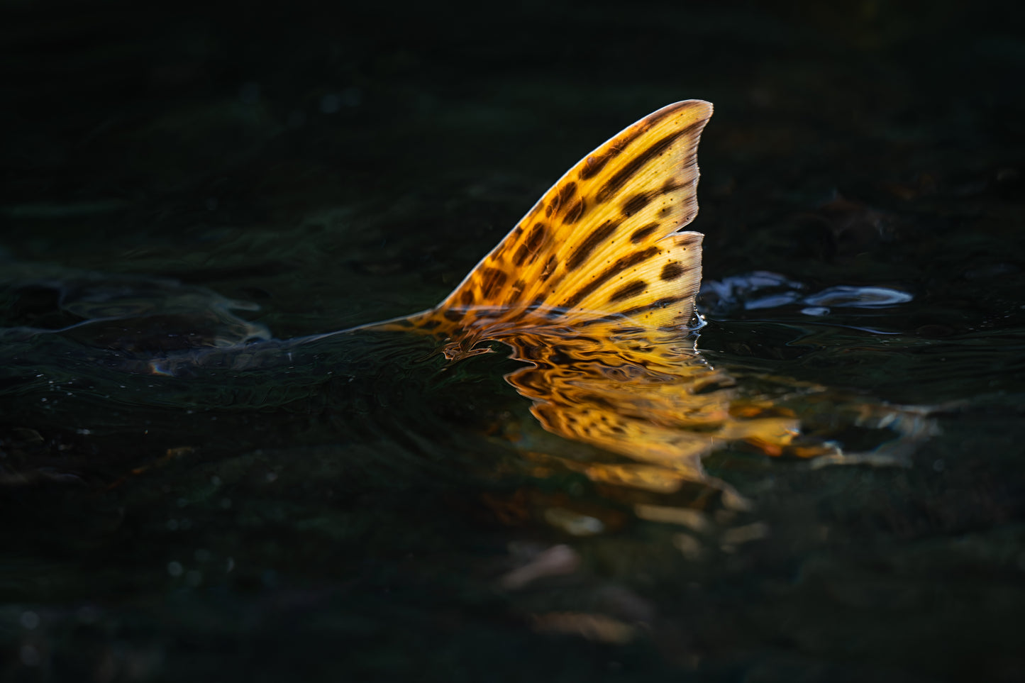 Salmon Fin Reflection